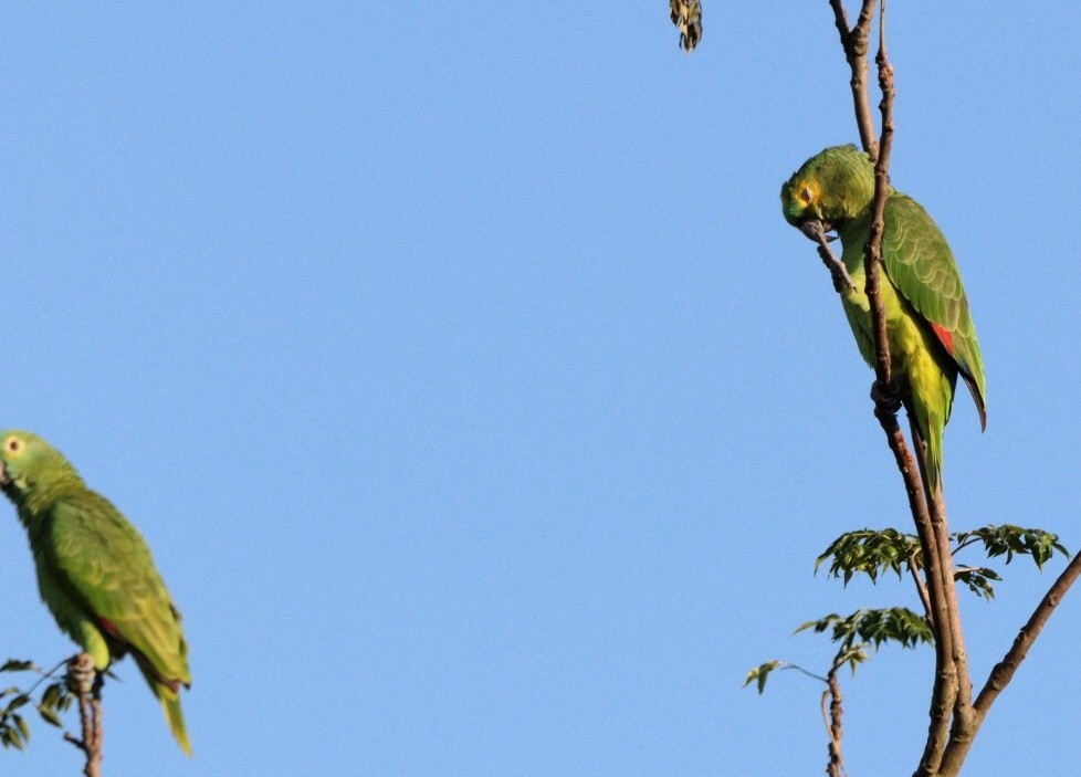 Turquoise-fronted Parrot - Rubélio Souza