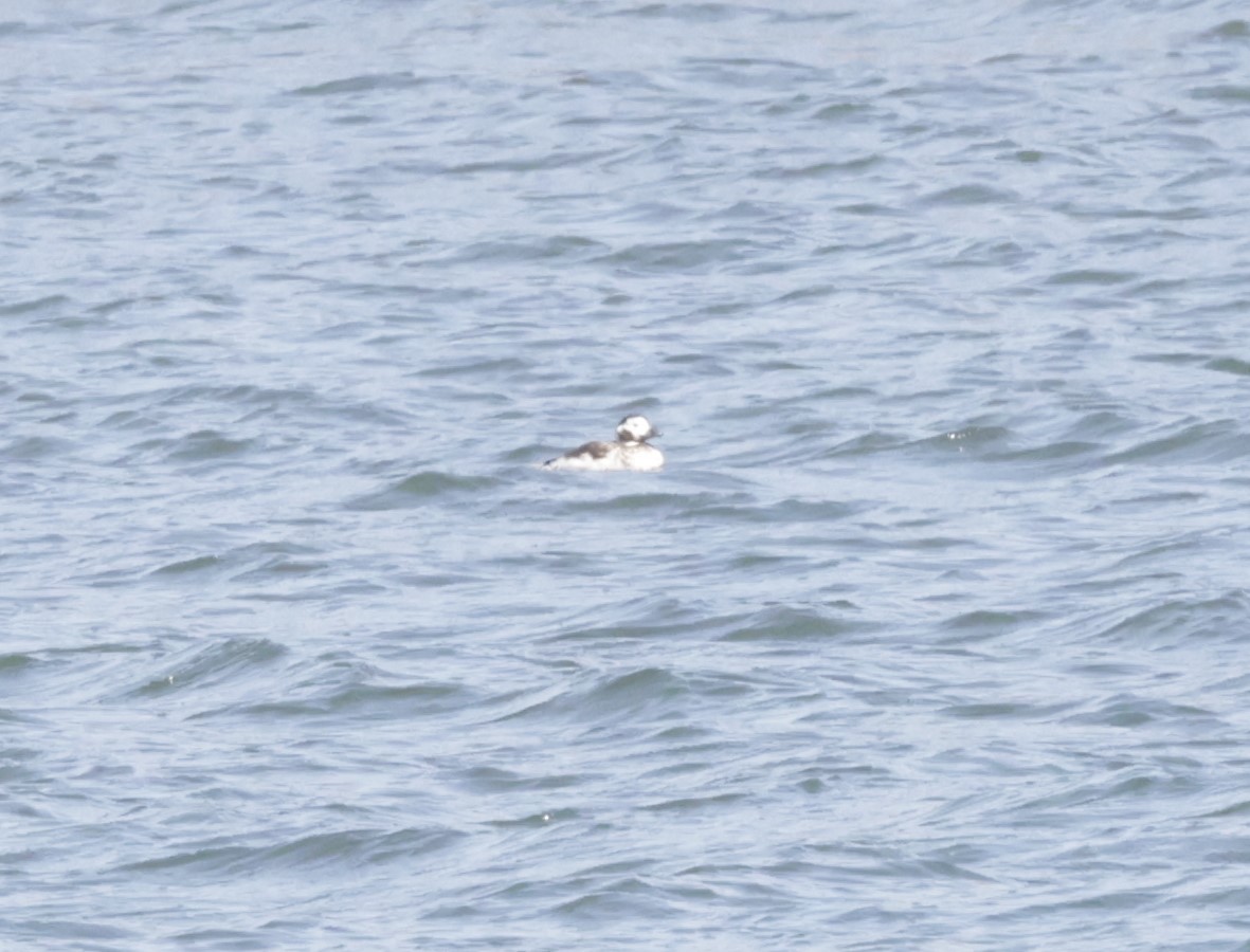 Long-tailed Duck - ML617890744