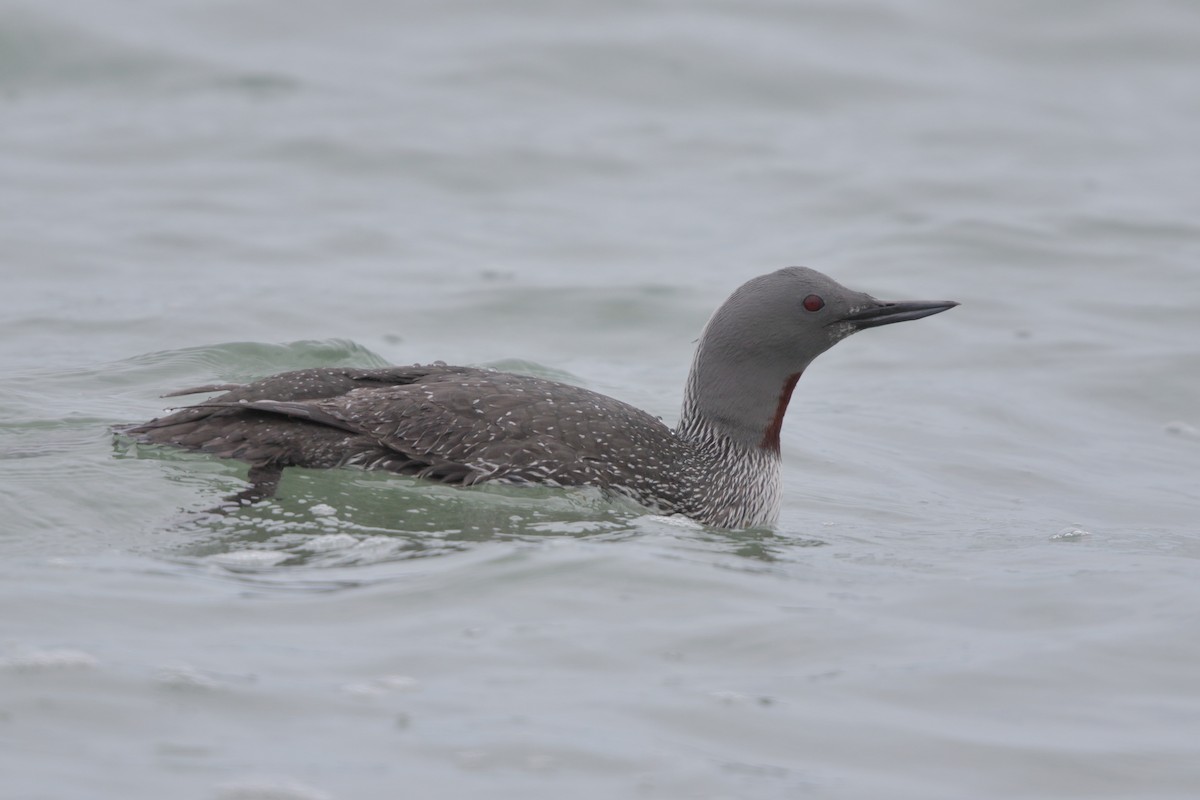 Red-throated Loon - ML617890796