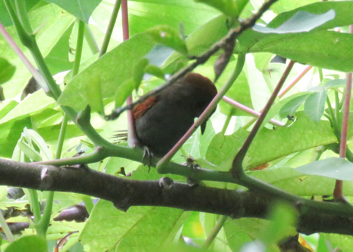 Pinto's Spinetail - ML617890801