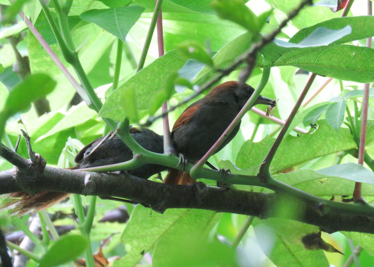 Pinto's Spinetail - ML617890802