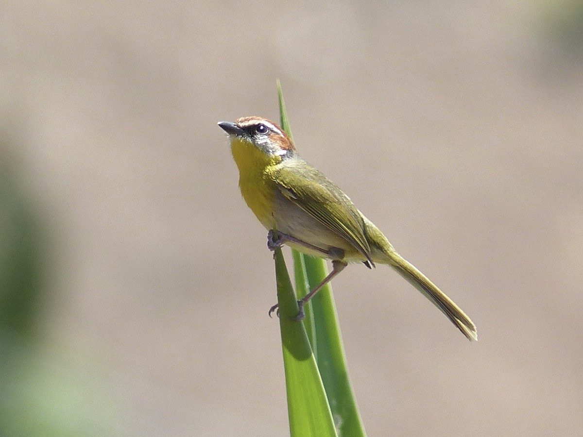 Rufous-capped Warbler (rufifrons Group) - ML617890812