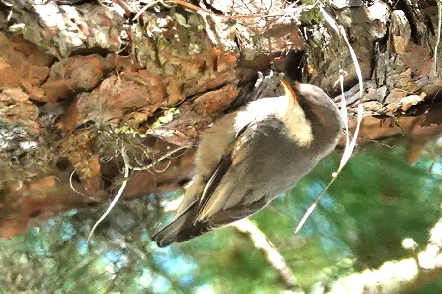 Brown-headed Nuthatch - ML617890817