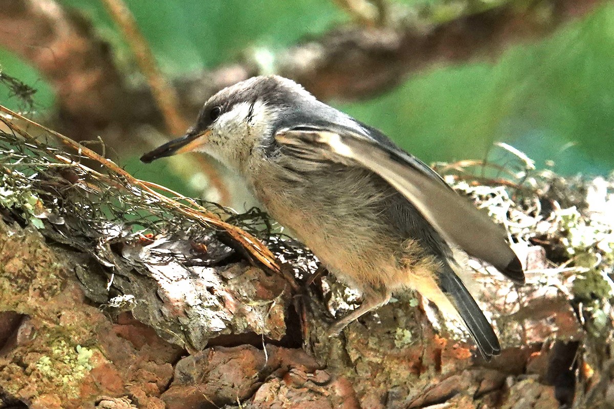 Brown-headed Nuthatch - ML617890818