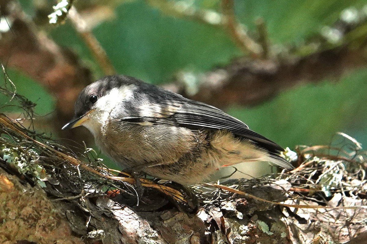 Brown-headed Nuthatch - Allison Graves