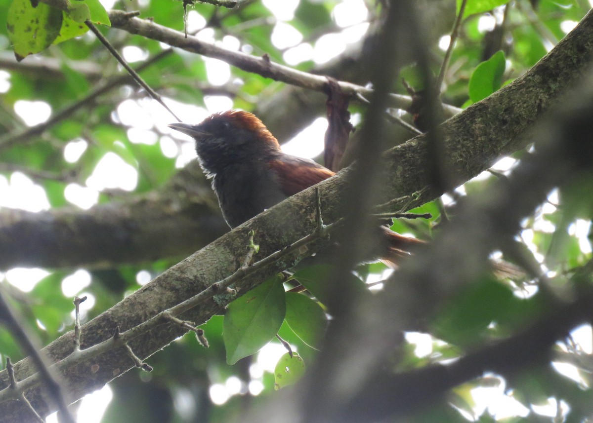Pinto's Spinetail - ML617890850