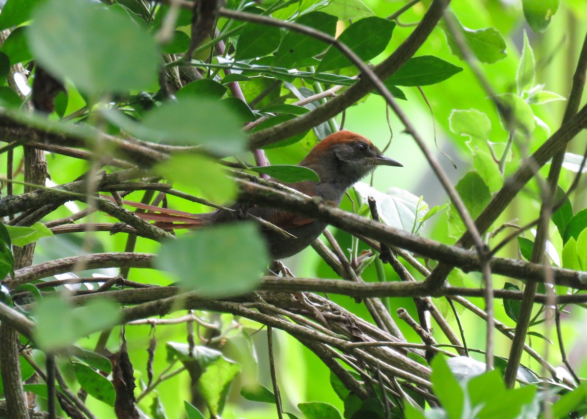 Pinto's Spinetail - ML617890851