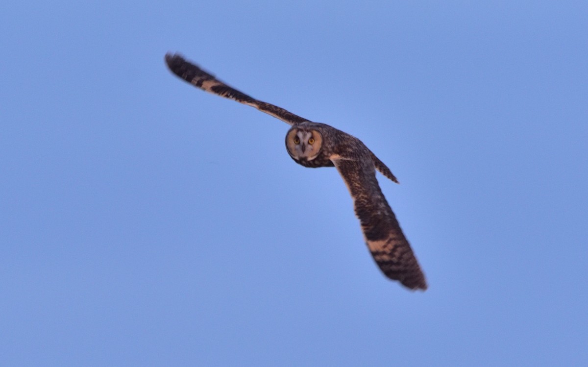 Long-eared Owl - ML617890914