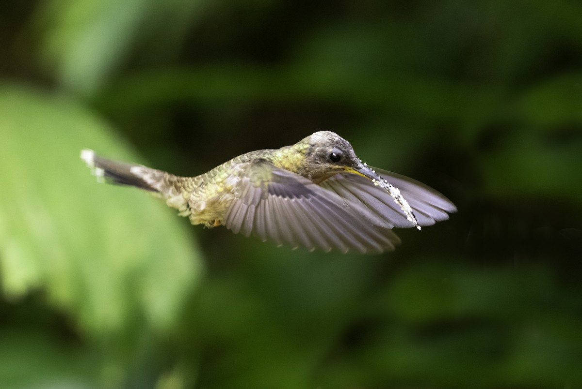 kolibřík ryšavoocasý - ML617890969