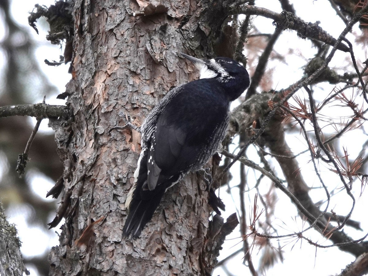 Black-backed Woodpecker - ML617890970