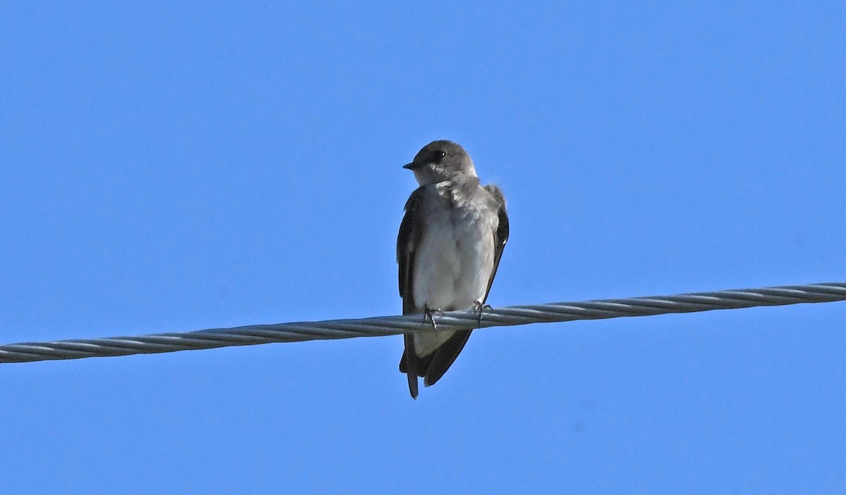 Northern Rough-winged Swallow - ML617890996