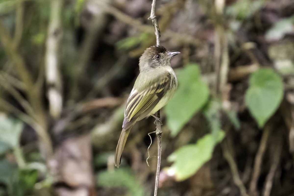 Sepia-capped Flycatcher - ML617891042