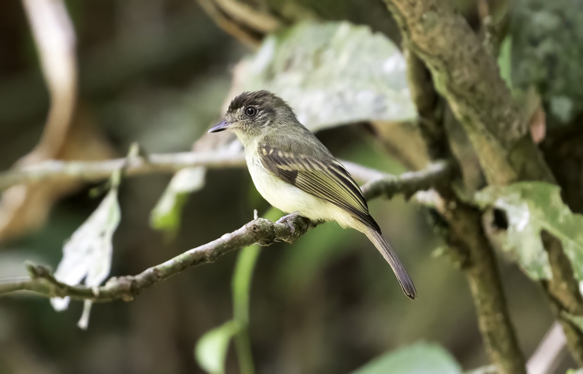 Sepia-capped Flycatcher - ML617891044