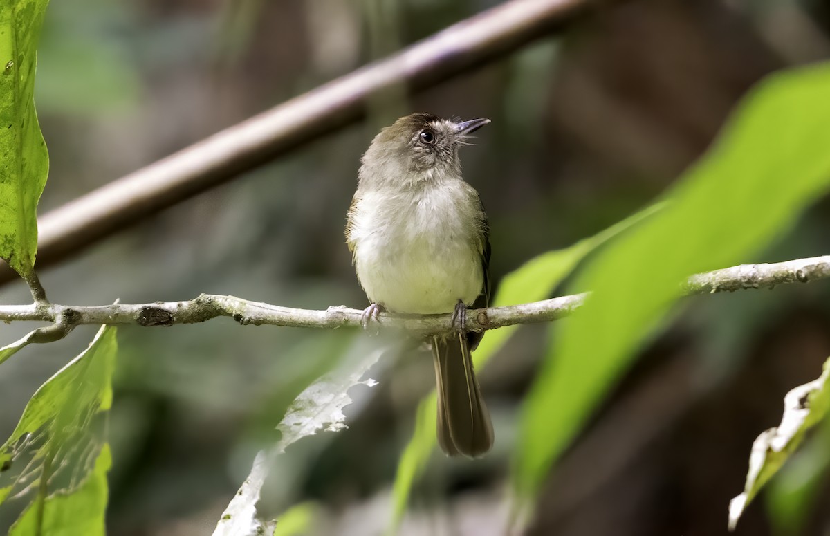 Sepia-capped Flycatcher - ML617891046