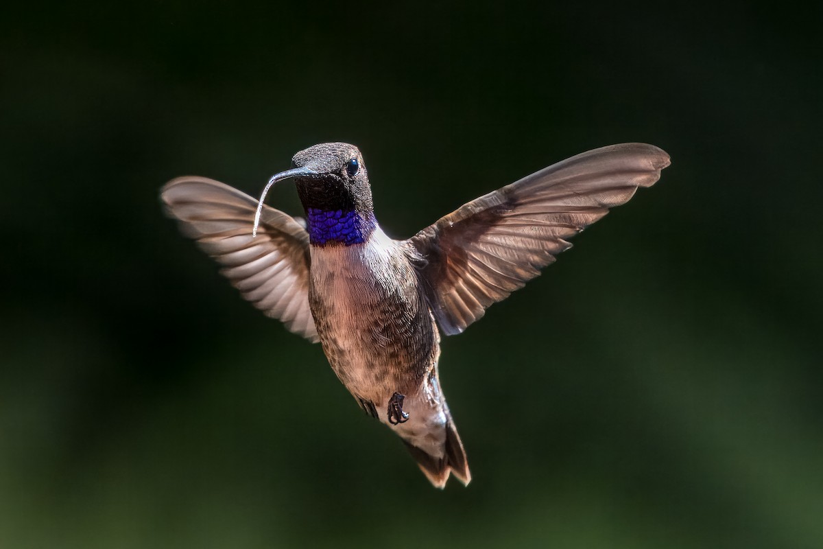 Black-chinned Hummingbird - ML617891067