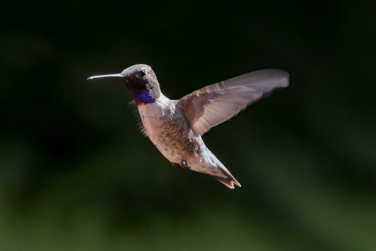 Black-chinned Hummingbird - Eric Stone