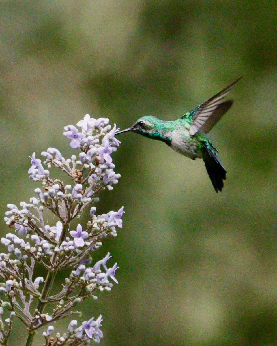 kolibřík zahradní - ML617891075