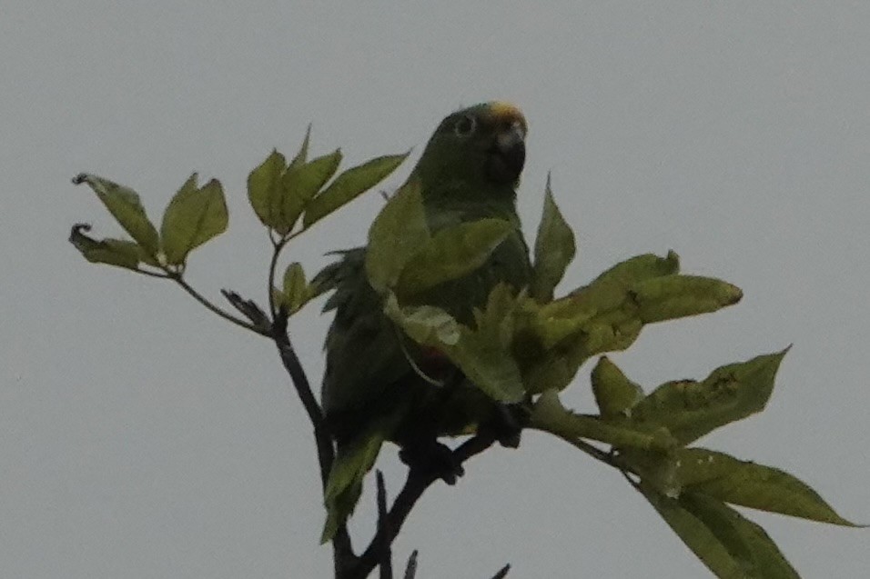 Yellow-crowned Parrot - ML617891110