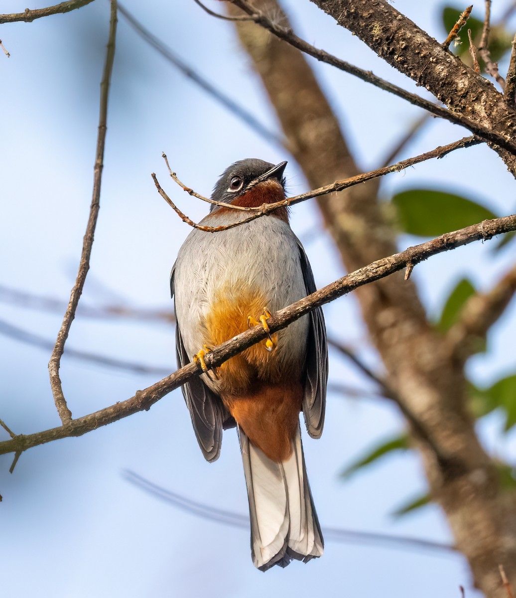 Rufous-throated Solitaire - ML617891170