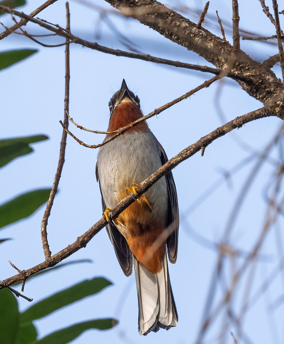 Rufous-throated Solitaire - ML617891174