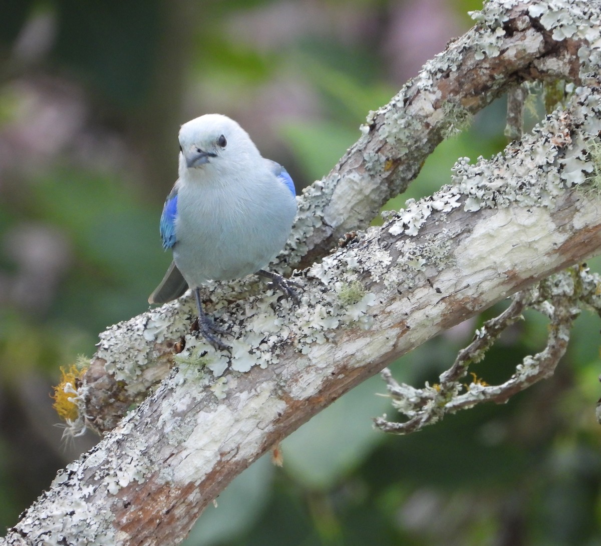 Blue-gray Tanager - ML617891186