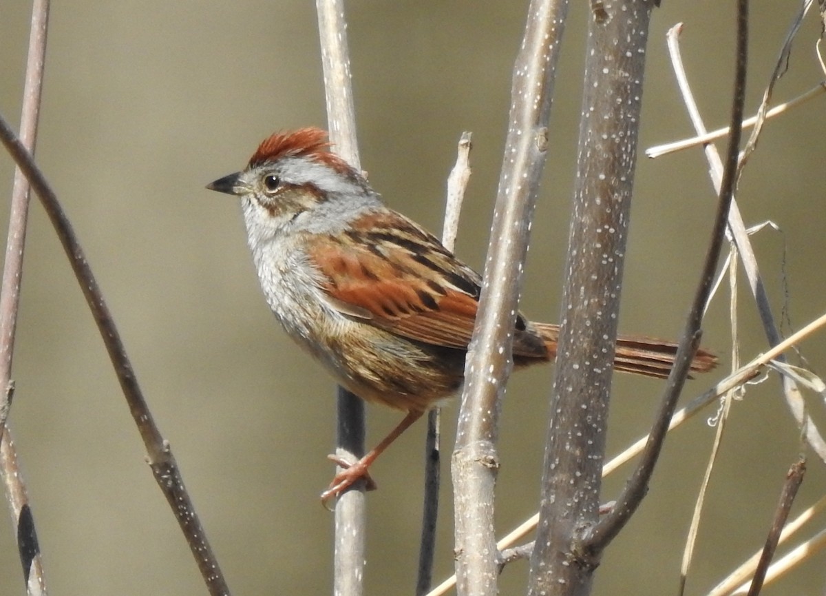 Swamp Sparrow - ML617891202