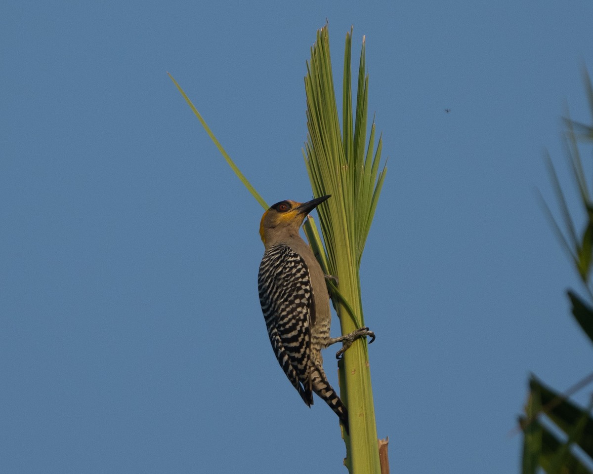 Golden-cheeked Woodpecker - ML617891229
