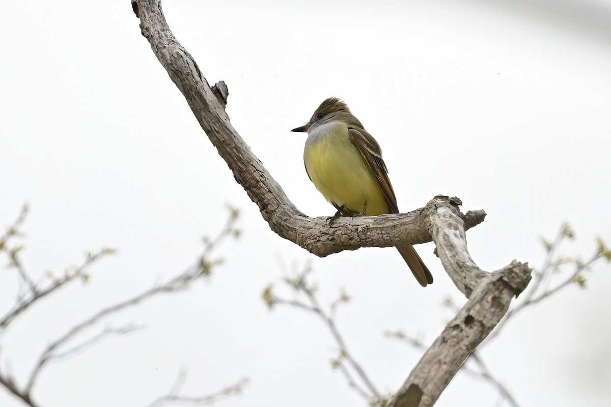 Great Crested Flycatcher - ML617891253