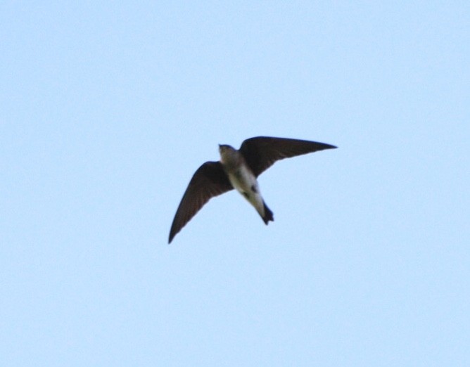 Brown-chested Martin - ML617891261