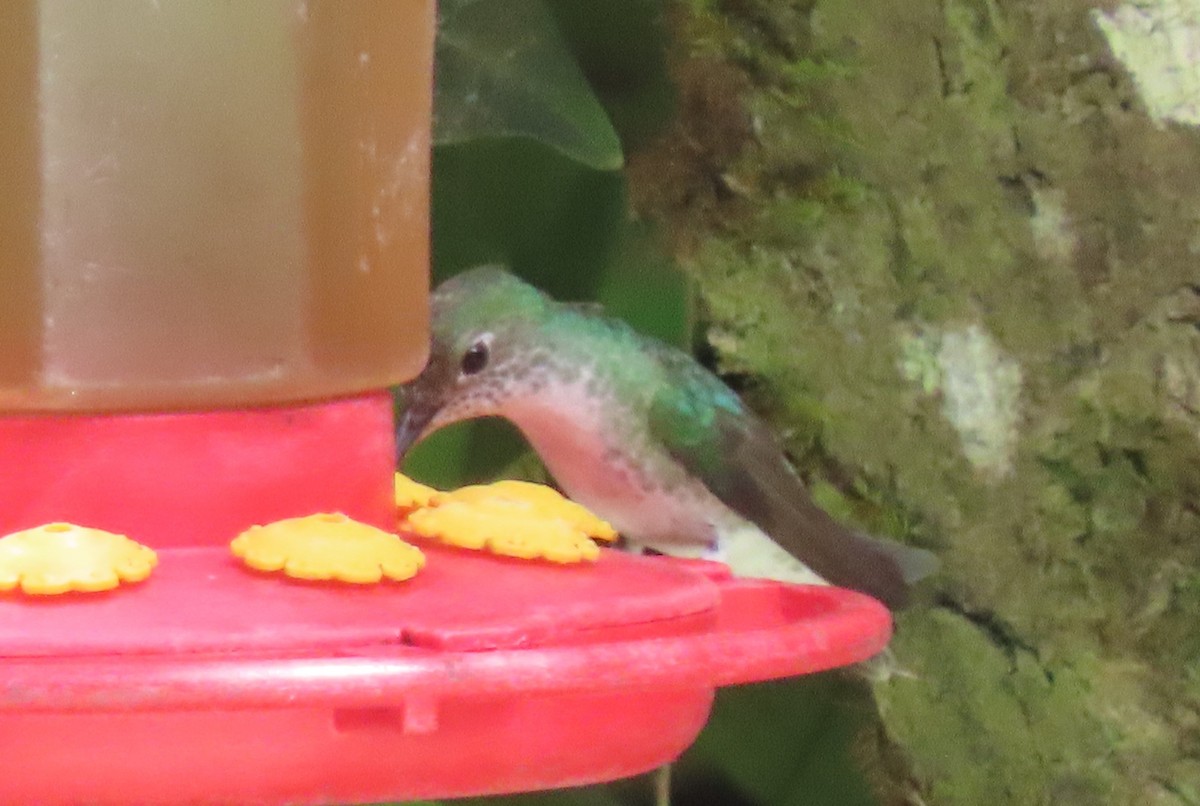 kolibřík zelenobílý - ML617891311
