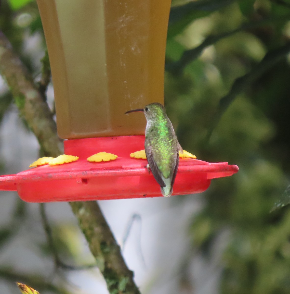 kolibřík zelenobílý - ML617891312