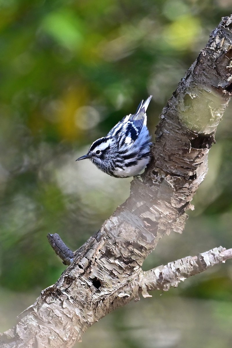 Black-and-white Warbler - ML617891313