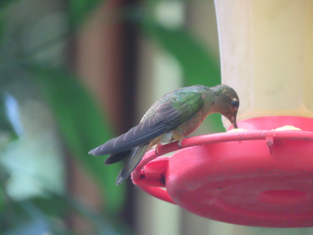 Green-and-white Hummingbird - ML617891318