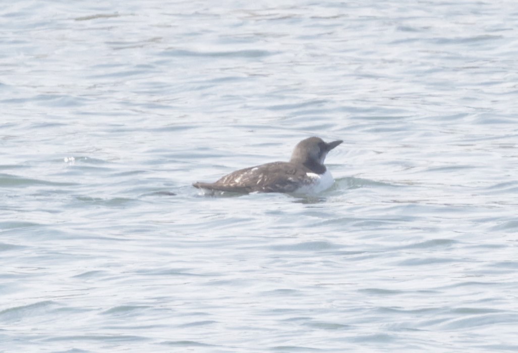 Common Murre - Marvin Nelson