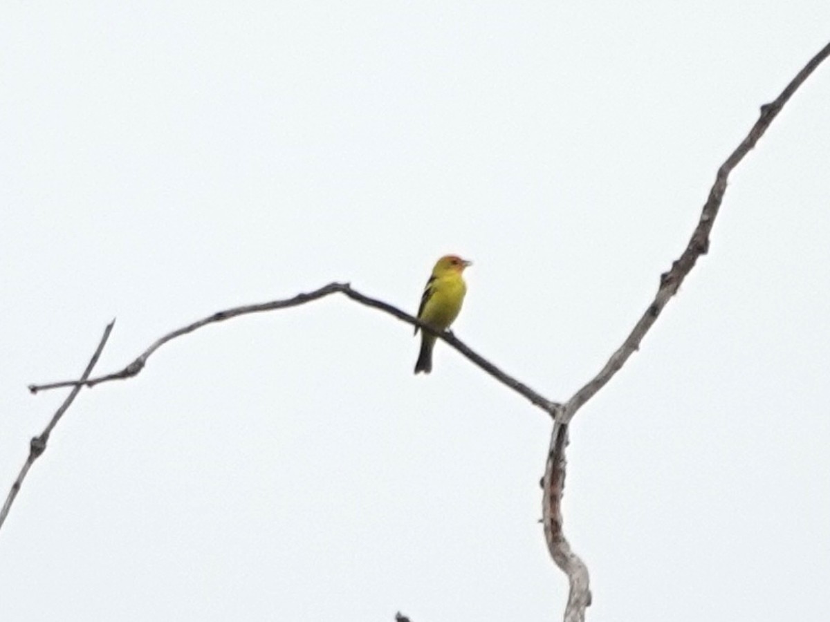 Western Tanager - ML617891379
