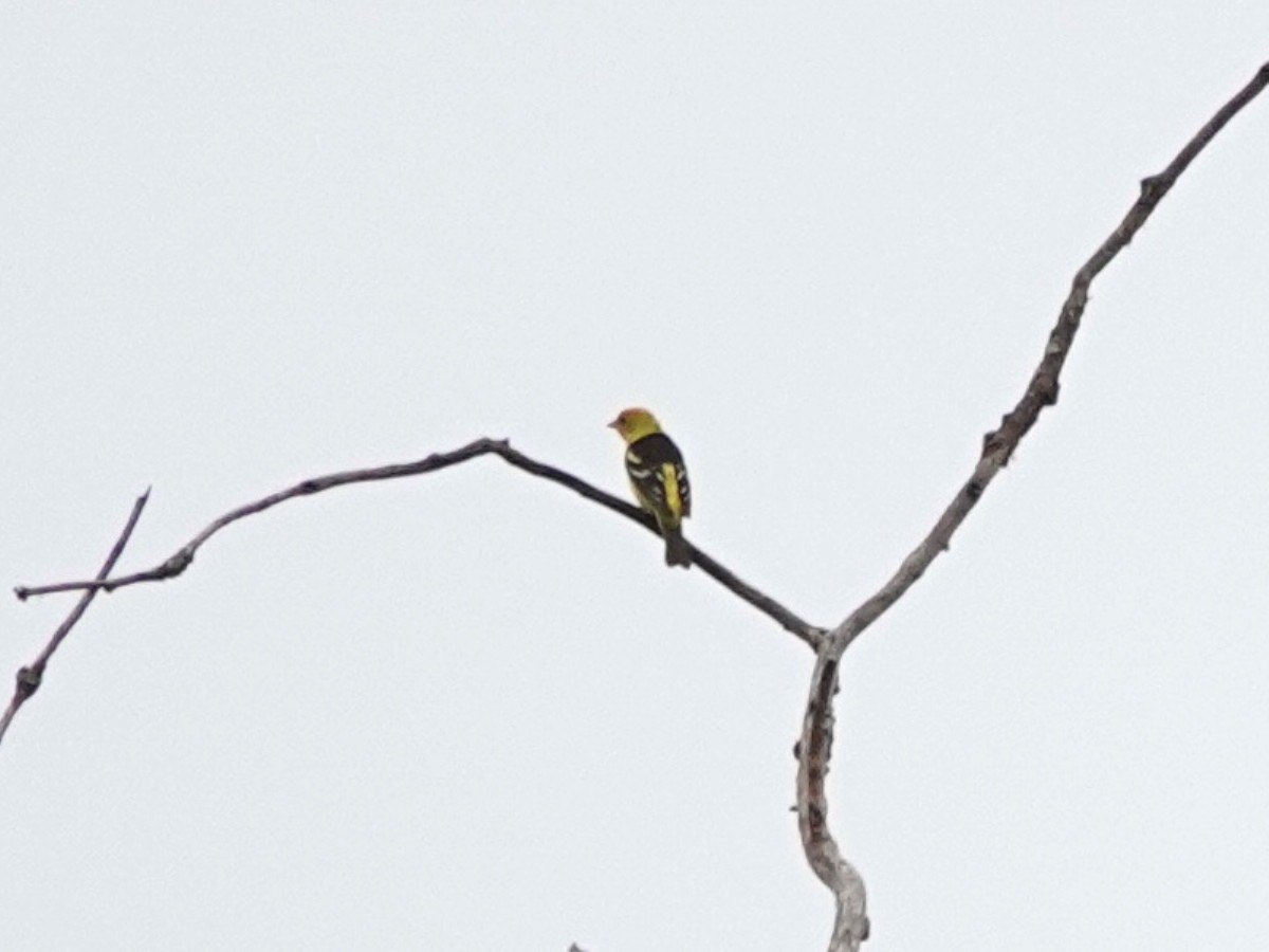 Western Tanager - ML617891382