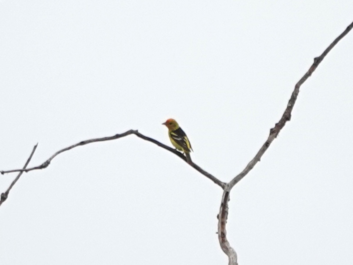 Western Tanager - ML617891384
