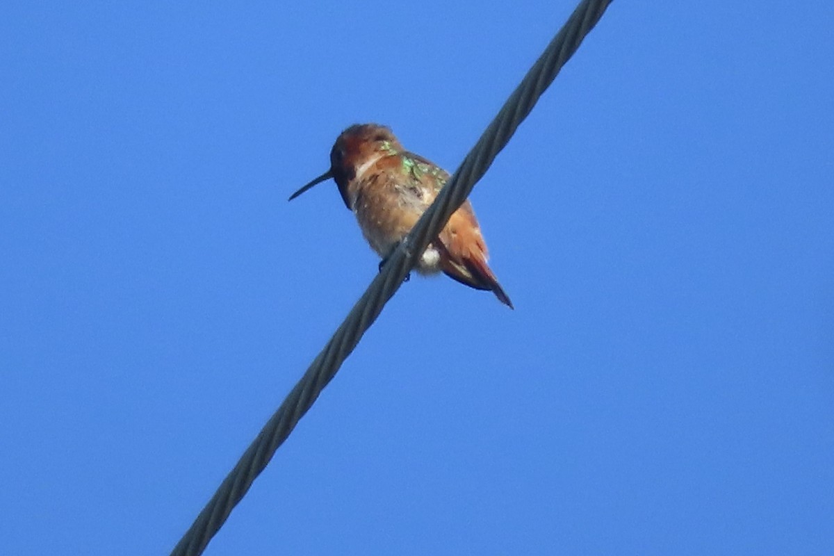 Allen's Hummingbird - ML617891389