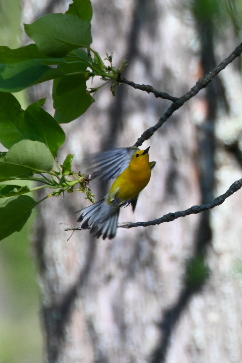 Prothonotary Warbler - ML617891392