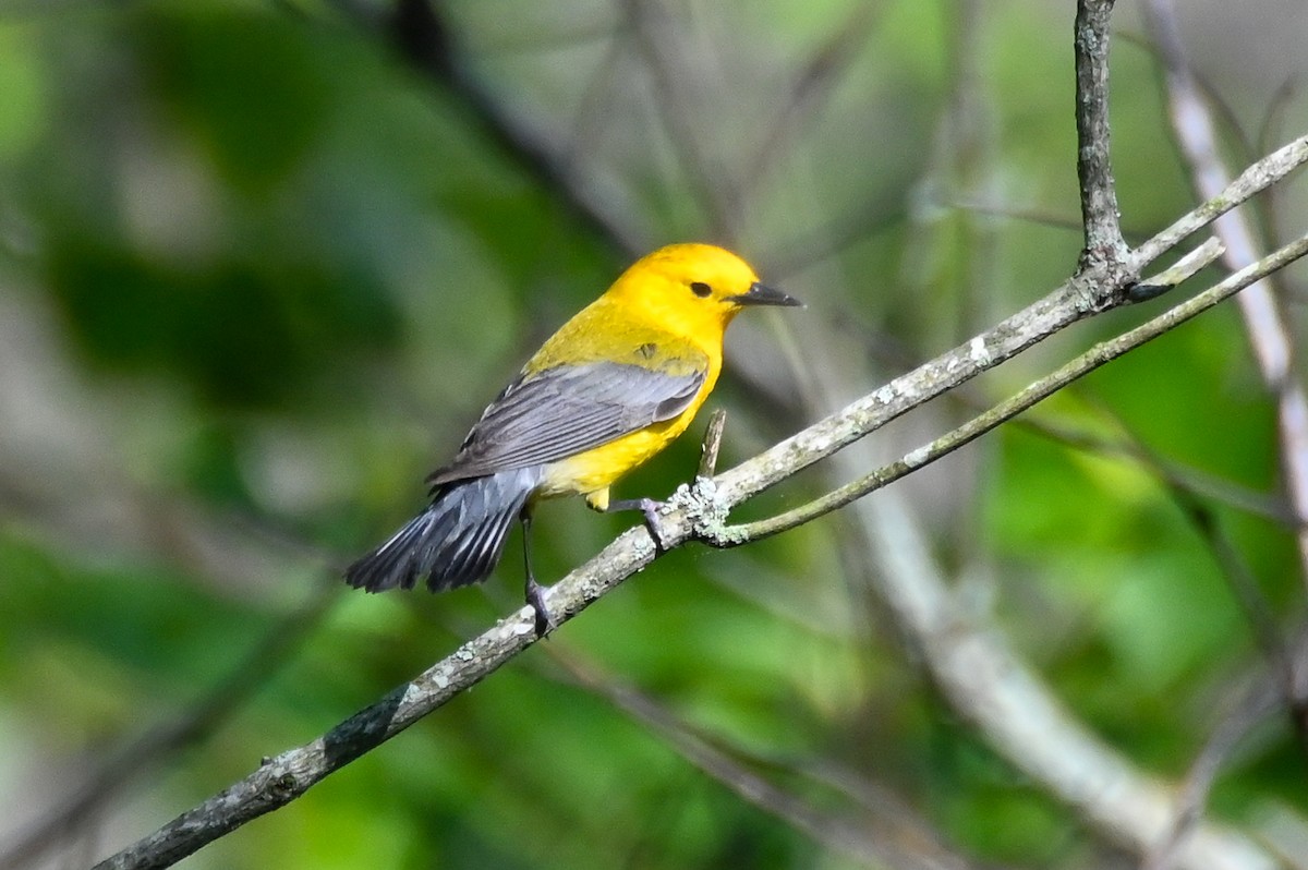 Prothonotary Warbler - ML617891393