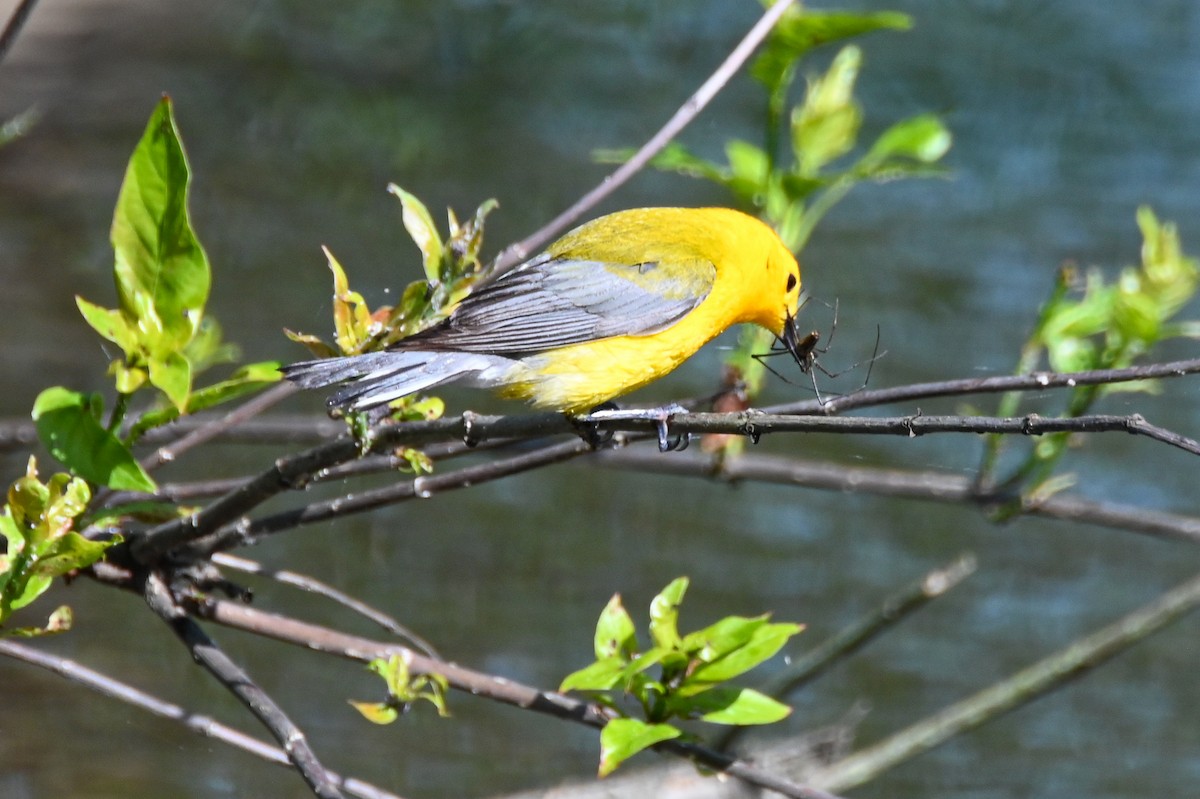 Prothonotary Warbler - ML617891394