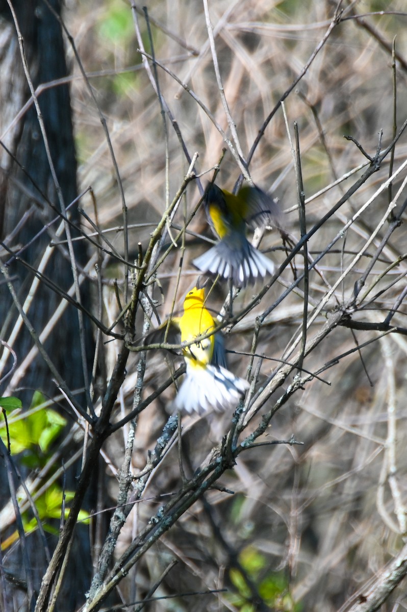 Prothonotary Warbler - ML617891395