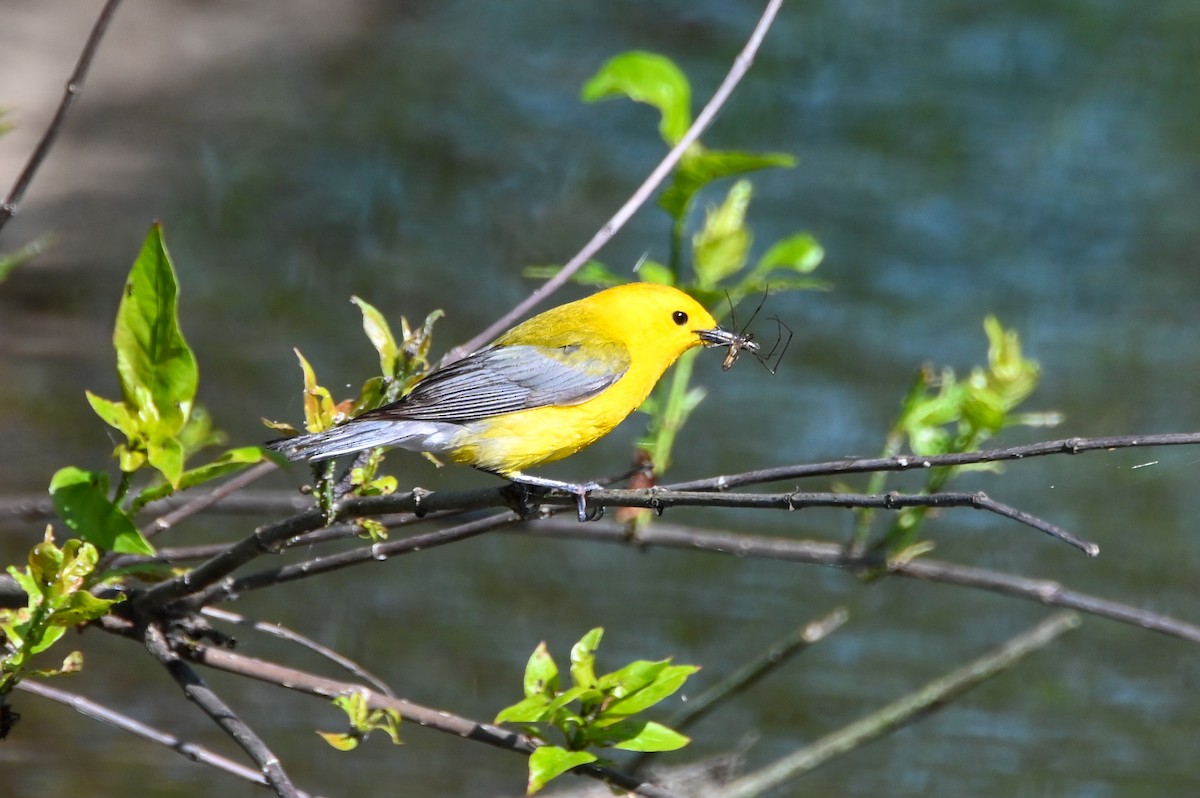 Prothonotary Warbler - ML617891396