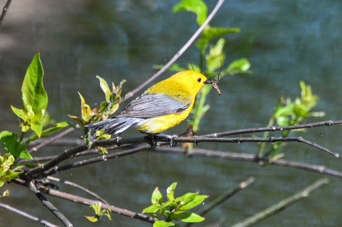 Prothonotary Warbler - ML617891397