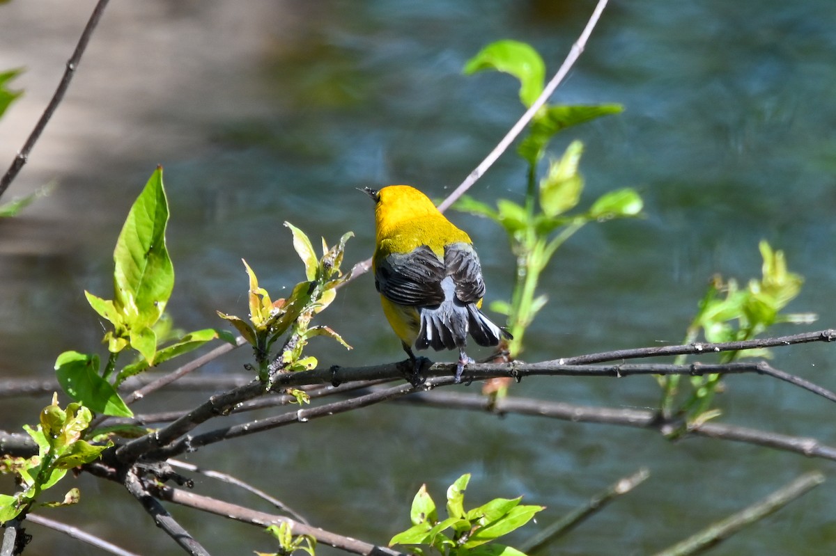 Prothonotary Warbler - ML617891398