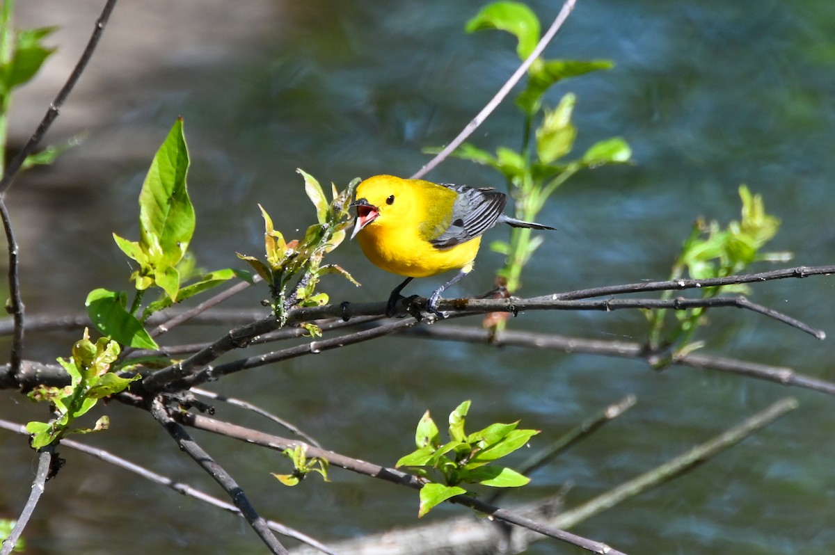 Prothonotary Warbler - ML617891399