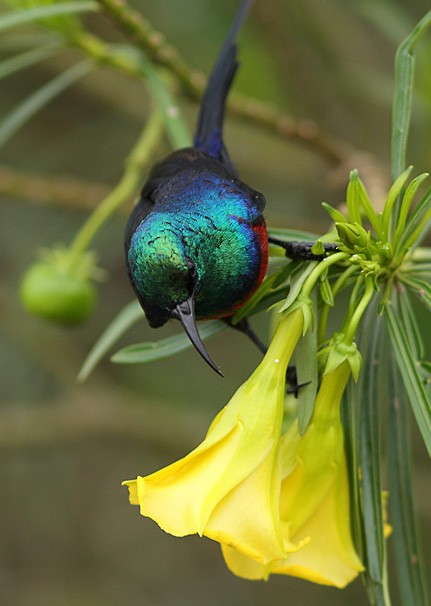 Red-chested Sunbird - ML617891400