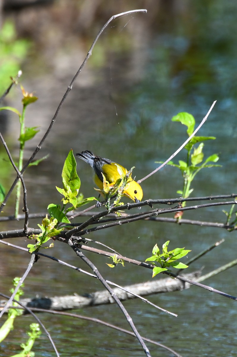Prothonotary Warbler - ML617891401