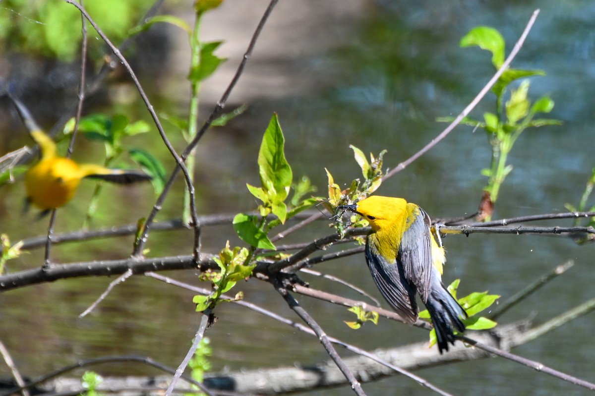 Prothonotary Warbler - ML617891402