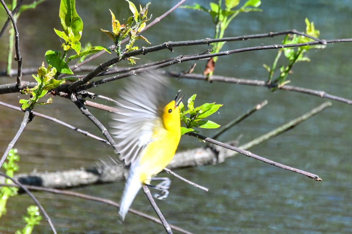 Prothonotary Warbler - ML617891403